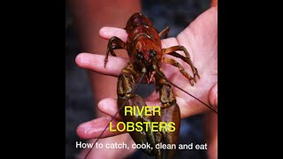 How to Catch, Cook, Clean, and Eat River Lobsters (Crawdads)