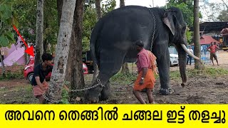 അവനെ തെങ്ങിൽ ചങ്ങല ഇട്ട് തളച്ചു | kandiyoor premshankar elephant | elephant in kerala