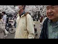 代々木公園　お花見散歩　2023 3 21 31