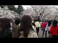 代々木公園　お花見散歩　2023 3 21 31