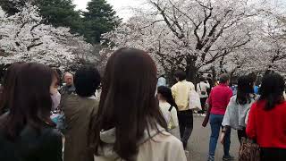 代々木公園　お花見散歩　2023/3/21 31