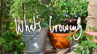 WHAT'S GROWING | What I'm GROWING \u0026 SOWING in my SMALL BACKYARD VEGETABLE GARDEN VICTORIA AUSTRALIA