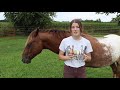 how to lunge a horse in a round pen