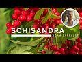 Schisandra - The Oil of Adaptability