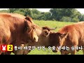 토끼에 대한 7가지 경험 얘기 단 토끼는 쉽게 기르는 선택 금지 countryside 7 experiences with rabbits