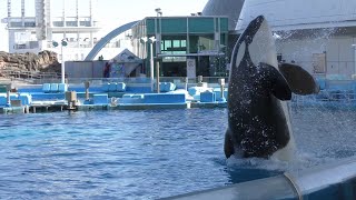 シャチ　アースくん　公開トレーニングが始まりました　【名古屋港水族館】Killer whale Earth-kun Port of Nagoya Public Aquarium