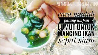 cara mudah memasang umpan lumut untuk mancing ikan sepat Siam (@pelampungtengelamstudio7384 )