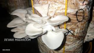 OYSTER MUSHROOM (சிப்பி காளான்) BENEFITS  significantly reduced blood glucose, blood pressure