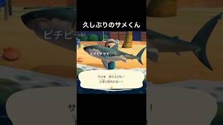 サメがポケットに入る瞬間を超スローモーションで見てみたい人正直に手を上げなさい🦈🦈#あつまれどうぶつの森 #あつもり #ゲーム配信者 #shorts