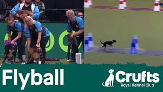 Flyball - The Last 16 | Crufts 2026