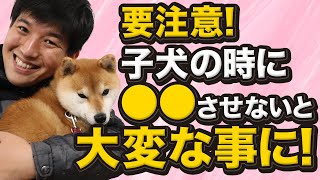 子犬の時に●●させないと大変な事になります。