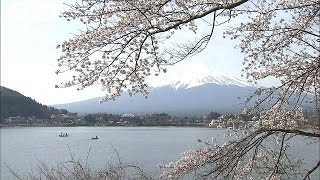 満開のソメイヨシノ　富士山との共演　山梨(15/04/18)