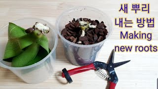 호접란 다 죽은 뿌리에서 새뿌리 내는 방법. How to make phalaenopsis orchid new roots.