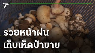 รวยหน้าฝน แห่เก็บเห็ดป่าขายได้วันละหลายพัน | 31-07-64 | ตะลอนข่าวสุดสัปดาห์