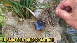 MANCING BELUT SUPER BESAR DI LUBANG CANTIK DI JAMIN BIKIN KETAGIHAN