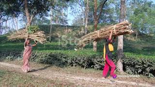 The Green Lifeline  Planting Trees in Bangladesh