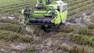 ZOOMLION TEAM - 40 Harvester Working in field (Mad Driver) ...(Heavy Driver)......👍