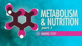 Metabolism & Nutrition, Part 1: Crash Course Anatomy & Physiology #36