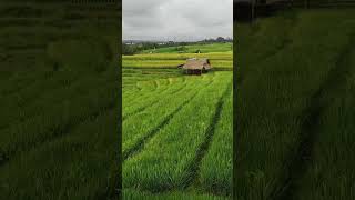 రైతులు రోజంతా ఎం చేస్తారు ? #shorts #agriculture #youtubeshorts #farmer #status