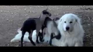 Funny Goats - Cute Baby Goats Compilation