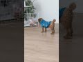 【風船vsふーちゃん】 決着のつけようが無い トイプードル 犬 犬との暮らし