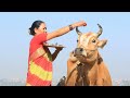 হিন্দুরা কেন গরুর পূজা করে why do hindus worship cows