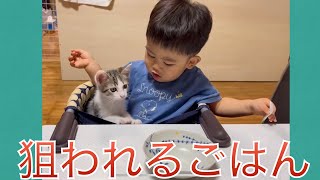 【保護猫】人間のご飯が美味しそう！！食べたい！！【1歳児/ママ不在】/ A cat would like to eat human food.