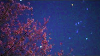 春めき桜とオリオン座（SONYα7SⅢリアルタイム動画）