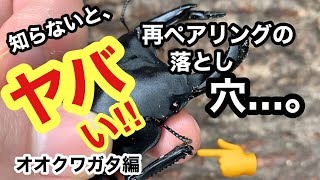 【初心者必見】知らないと、悲劇を招く。オオクワガタの再ペアリングに潜む落とし穴。