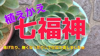 【多肉植物】七福神 植えかえ〜焦げたり、無くなったりして仕立て直しました😊