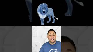 Best Optical Illusion Lion