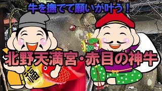 【金運アップ】北野天満宮・赤目の神牛を撫でると願いが叶う！#Shorts