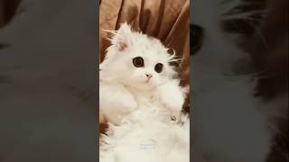 বেচারা ভয় পাইসে😂🔪#funny #shorts #cat