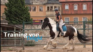 Delights TRAINING für die STUTENLEISTUNGSPRÜFUNG