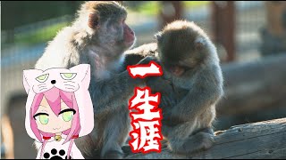 【ゆっくり怪談】一生涯