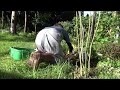 秋に植える宿根草と多年草