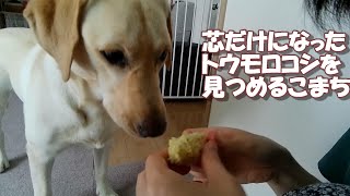 とうもろこしを器用に食べる姿がかわいいラブラドールレトリバー【こまちの日常動画】