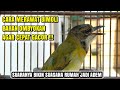 Easy Tips for Caring for Bimoli birds / Golden Mouse Deer so they can sing quickly!!!