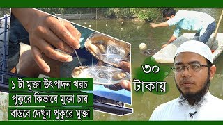 ৩০ টাকায় ১ টা মুক্তা উৎপাদন খরচ। পুকুরে কিভাবে মুক্তা চাষ করবেন। বাস্তবে দেখুন পুকুরে মুক্তা