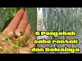 PENYEBAB CABE RONTOK DAN SOLUSINYA