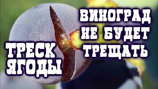 ТРЕСК ЯГОД ВИНОГРАДА. ВИНОГРАД НЕ БУДЕТ ТРЕЩАТЬ!