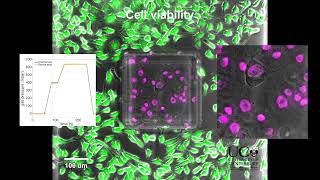 Cyclic compression of a SKOV-3 cancer cell monolayer at mild and then higher pressures