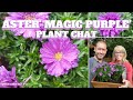 💜 Aster 'Magic Purple' Plant Chat - SGD 179 💜