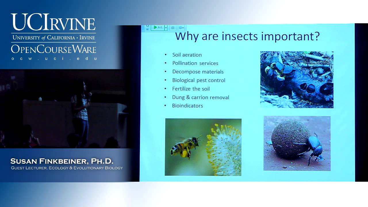 BioSci 94: Organisms To Ecosystems. Lec. 14. Insects - YouTube