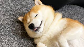 Shibe makes a sneezing feint and yawns