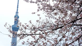 Sakura Square Sumida Riverside Park Asakusa | Best Cherry Blossom Viewing Spot in Tokyo Japan