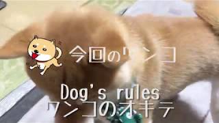 ShibaInu diary Japanesedog Sakura and Daichi.芝犬日誌 サクラと大地#05