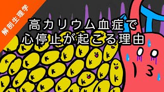 【解剖生理学】高カリウム血症で不整脈・心停止が起こるメカニズムを分かりやすくざっくり解説【看護に役立つ】