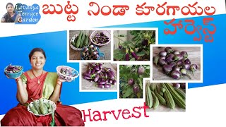 బుట్ట నిండా కూరగాయల హార్వెస్ట్ || Harvest || Organic Garden || Lavanya Terrace Garden