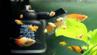 Platy Fry Growth From Day 1 To Day 17